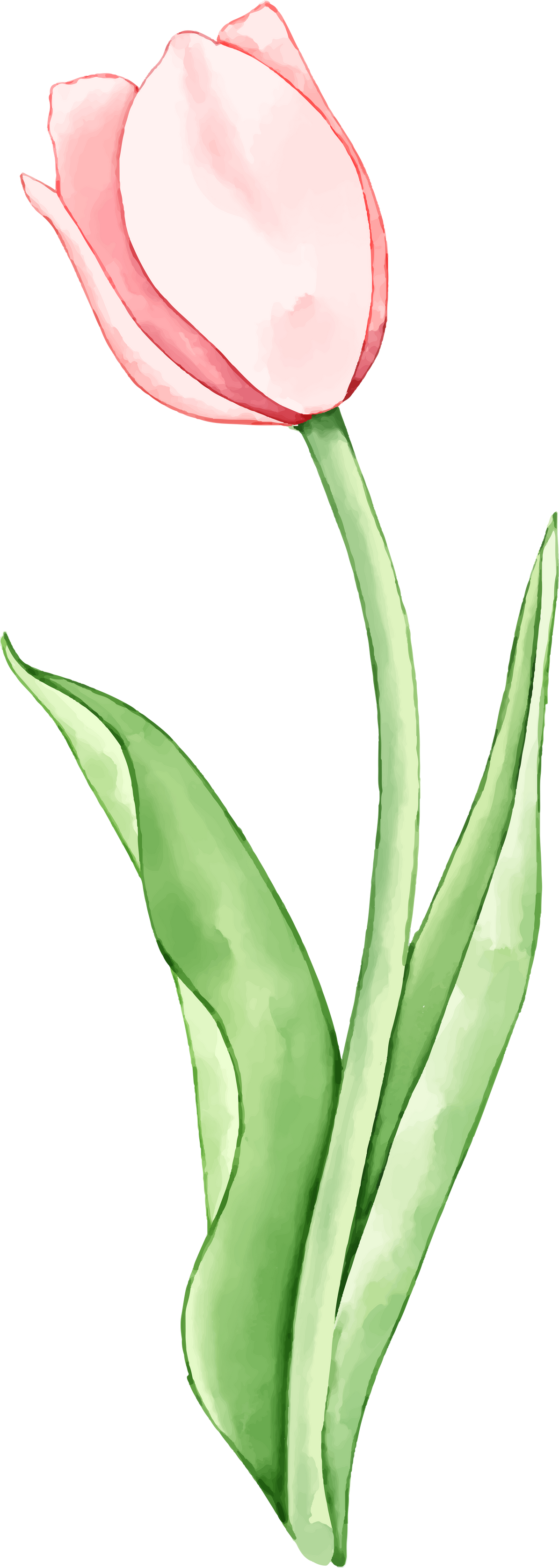 Watercolor Floral Tulip Clipart